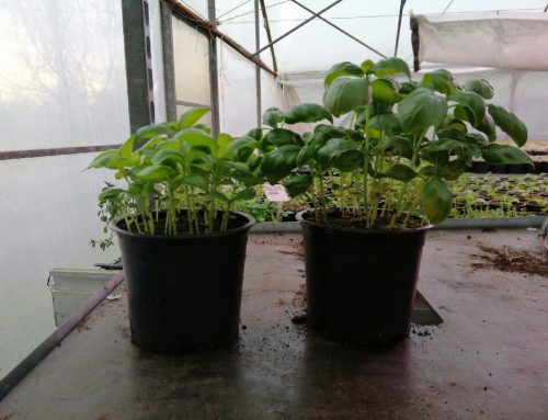 Basil and mint