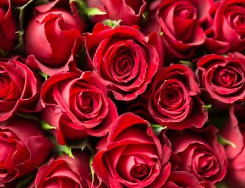 Roses and Strong Red spectrum