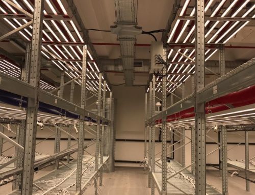 1400 LED lamps in Swiss cannabis indoor farm